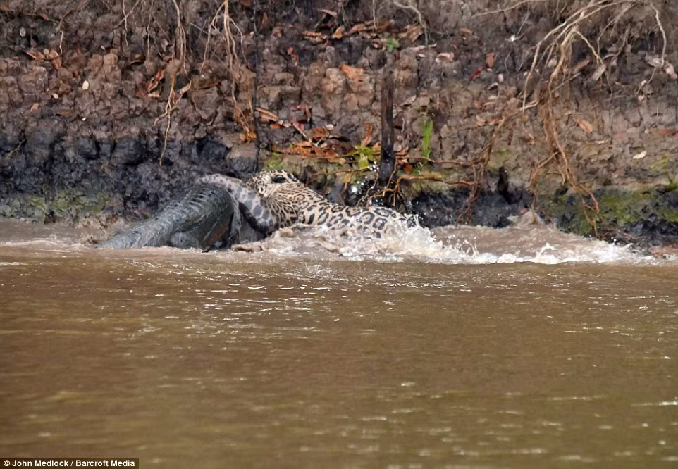 Ngay lập tức, báo gấm lao xuống sông và vồ lấy con cá sấu.