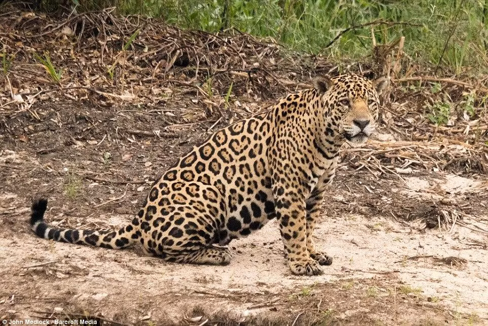 Con báo dường như vẫn chưa tỉnh ngủ cho dù bụng nó đang rất đói.