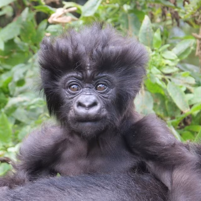 Khỉ đột con có kiểu tóc rất phong cách và cá tính.