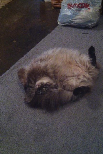 Với bộ lông như thế này, chú mèo chắc không cần đến chăn ấm trong mùa đông.