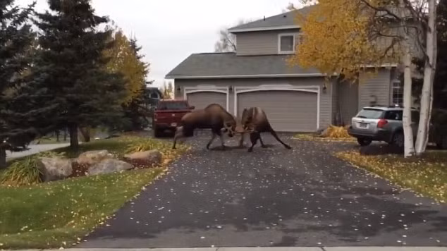 Khi lái xe gần tới nhà, ông Bill Tyra phát hiện thấy hai con nai sừng tấm đánh nhau trước cửa gara để ô tô.