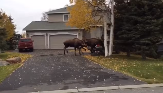 Cuộc chiến giữa hai con nai sừng tấm diễn ra ngày càng ác liệt, trong khi ông Bill Tyra ngồi quan sát từ trong ô tô.