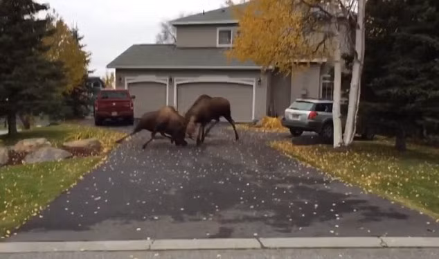 Ông dùng điện thoại di động để ghi lại cuộc chiến ác liệt giữa hai con nai, nhưng không biết vì sao chúng lại đánh nhau.