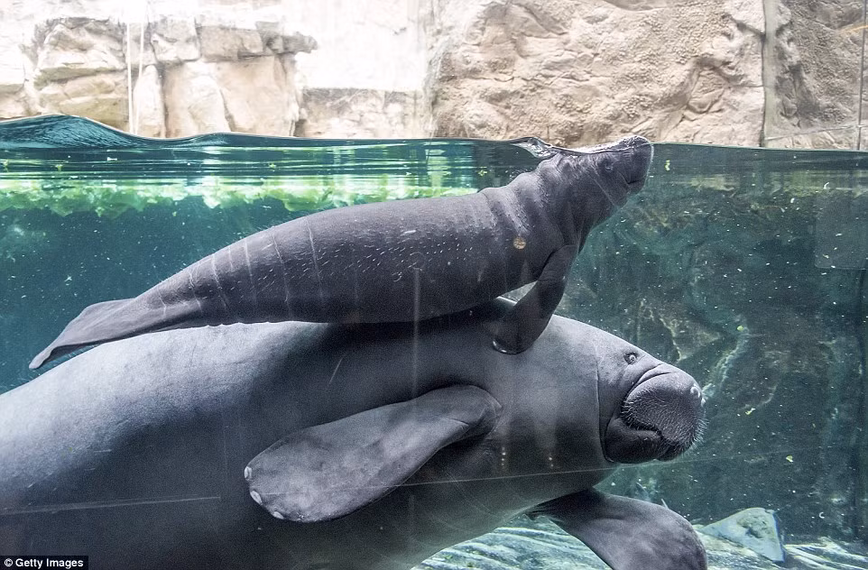 Đây là con lợn biển con duy nhất chào đời tại Italia và là một trong số 10 cá thể lợn biển hiếm hoi đang được nuôi tại các vườn thú ở châu Âu.