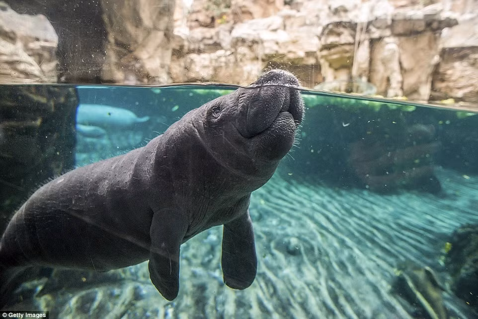 Phần lớn trường hợp lợn biển tử vong do va chạm với tàu của con người vì chúng thường xuyên ở sát mặt nước để thở.