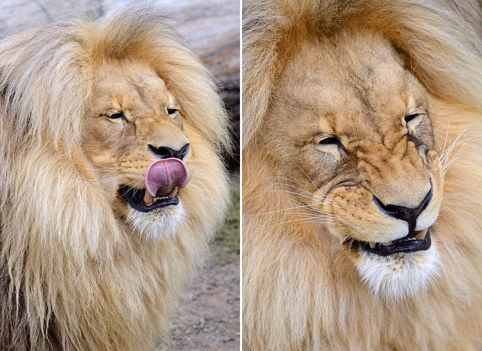 Sư tử Leon sống chung chuồng với một con sư tử cái trong vườn thú Usti nad Labem từ năm 2005.