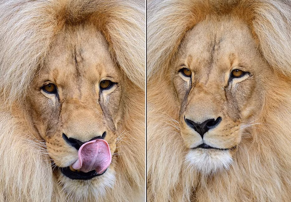 Nhân viên vườn thú cho biết bờm của sư tử Leon không có dấu hiệu mỏng đi mà phát triển dày và dài hơn.