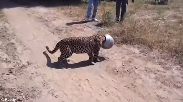 Báo gấm loay hoay với chiếc bình chụp kín đầu suốt 5 giờ.