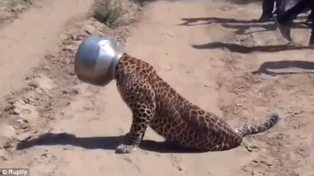 Con báo sẽ được chăm sóc cho đến khi khỏe lại trước khi được thả trở về rừng ở xa khu vực dân cư.