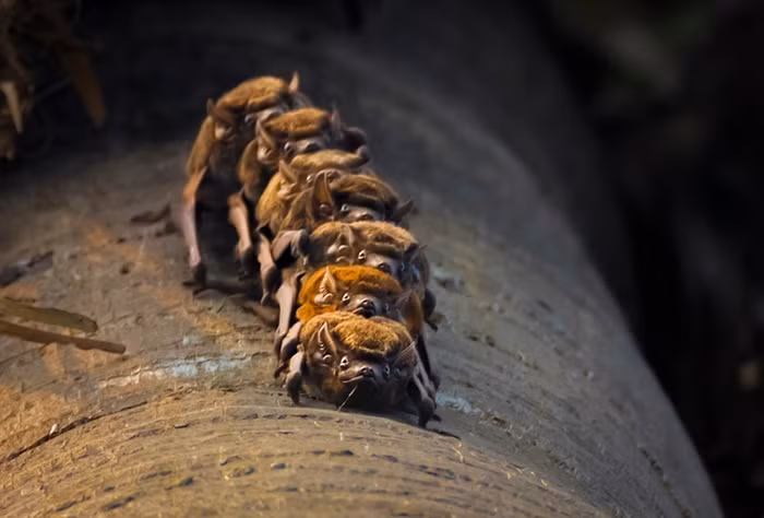 Một nhóm dơi mộ tắm nắng trên một cây cọ ở Chandpara, Ấn Độ.