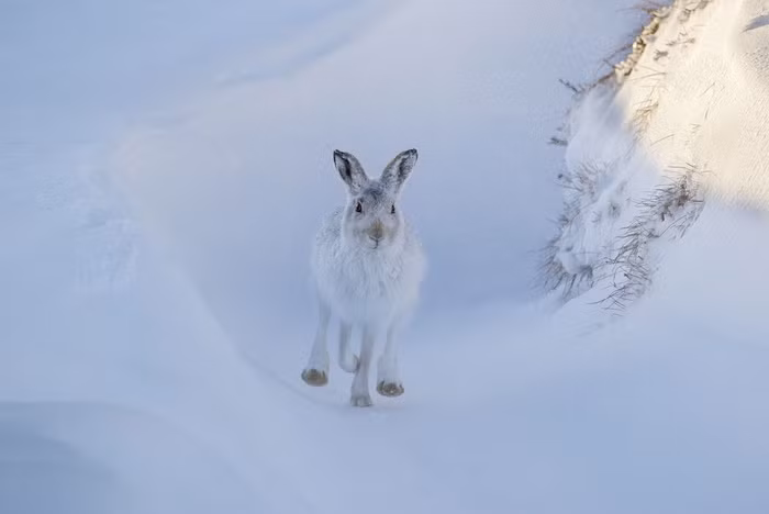 Thỏ núi chạy trên thảm tuyết trắng trong vườn quốc gia Cairngorms ở Scotland.