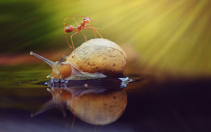 Kiến cưỡi trên lưng một con ốc sên trong một khu vườn ở Sambas, Indonesia.