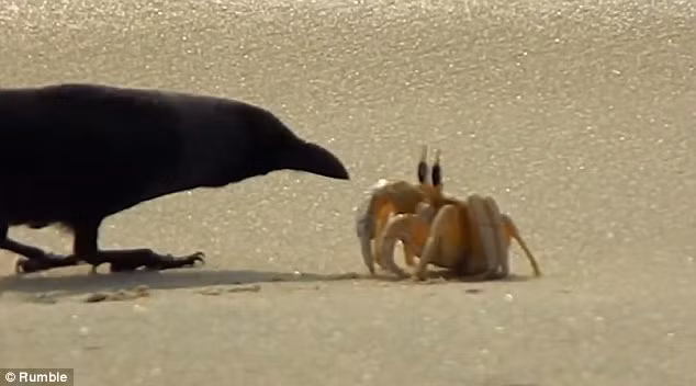 Con quạ đói đứng bất lực nhìn con cua trên bãi biển.