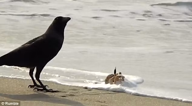 Mặc dù biển động giúp con cua có thể dễ dàng thoát thân, nhưng nó quyết định đối mặt với kẻ săn mồi.