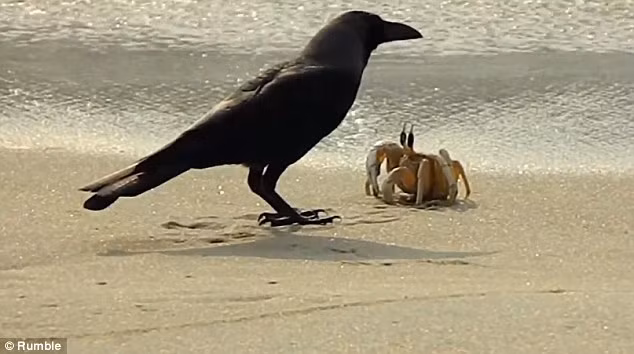 Con quạ bắt đầu nhìn xung quanh để nhờ đồng loại của nó tới trợ giúp.