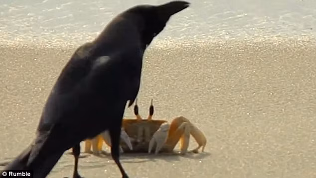 Nhưng mỗi lần định tấn công, con cua lại đưa càng phòng thủ khiến kẻ săn mồi không làm gì được.