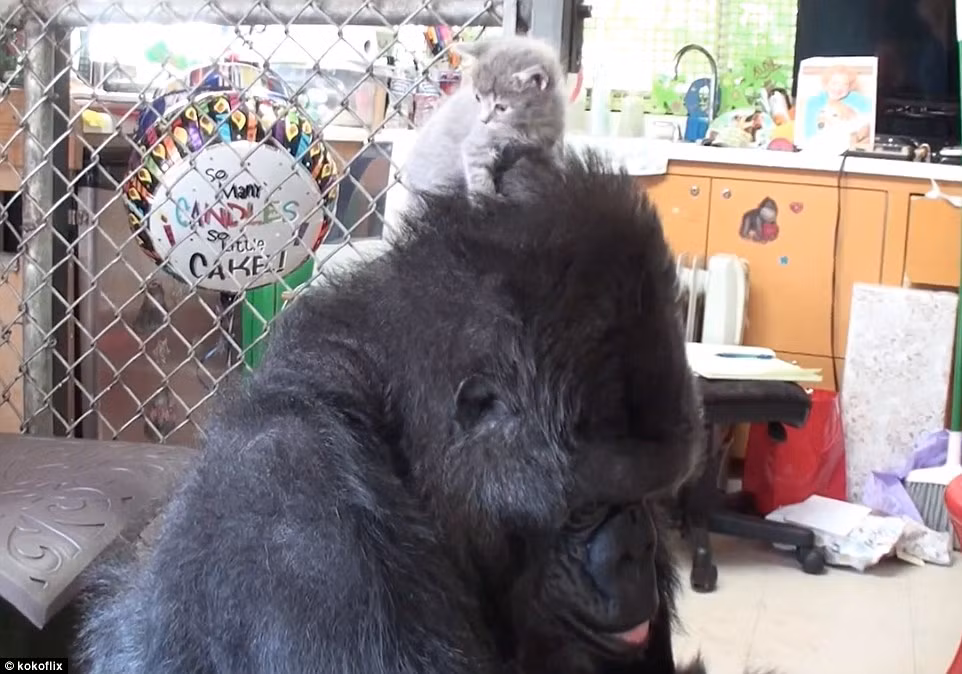Không mất nhiều thời gian để chúng làm quen với nhau và Koko đối xử với hai chú mèo nhỏ như con của mình.