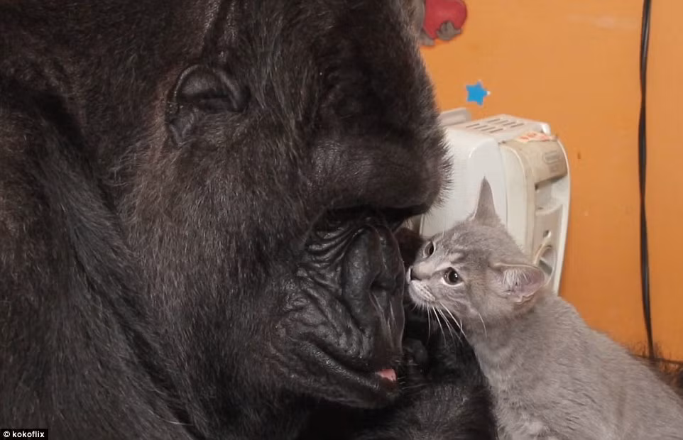 Khỉ đột Koko thể hiện cử chỉ âu yếm đối với mèo con.