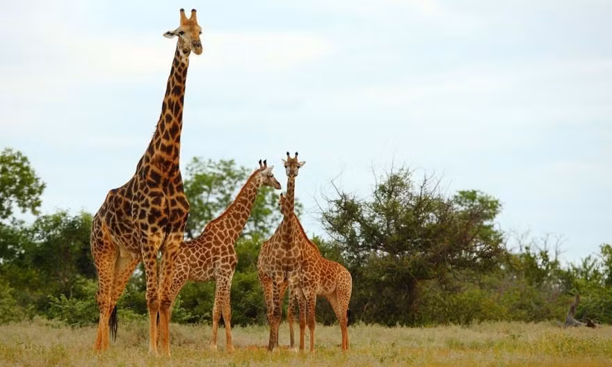 Botswana đứng đầu trong top 10 điểm đến du lịch tuyệt vời nhất năm 2016