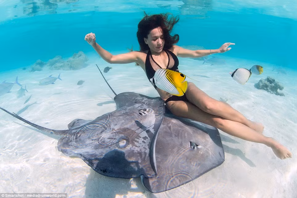 Hai con cá đuối nằm sát đáy biển tỏ ra rất thân thiện với người mẫu ở cạnh chúng.