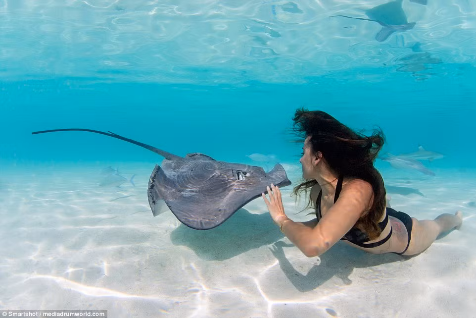 Cá đuối gai độc được cho là có thể đốt chết người.