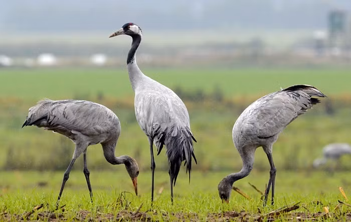 Đàn sếu nhởn nhơ kiếm ăn trên đồng cỏ ở Linum, Đức.