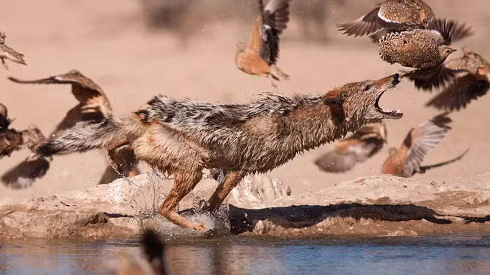 Chó rừng săn chim trong vườn quốc gia Kgalagadi, Nam Phi.