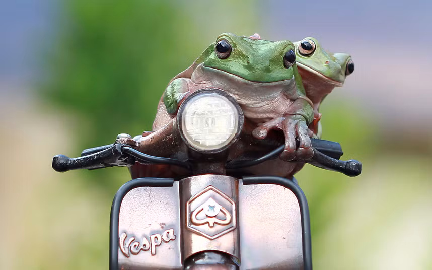 Cảnh tượng cặp ếch xanh cưỡi trên xe Vespa đồ chơi được nhiếp ảnh gia Kurit Afsheen ghi lại trong vườn nhà mình ở Jakarta, Indonesia.