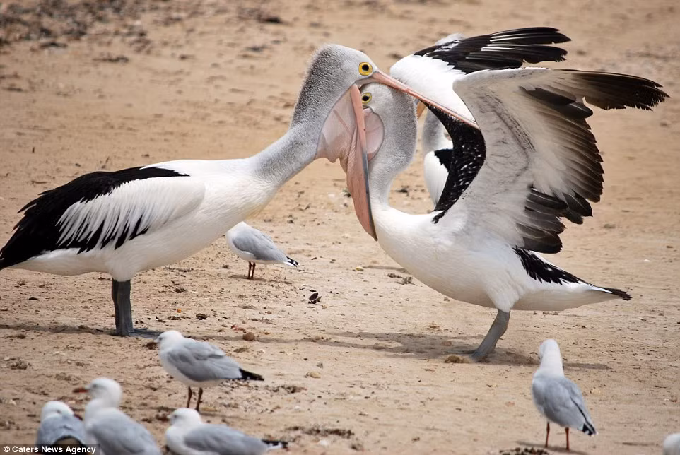 Cảnh tượng được nhiếp ảnh gia Ian Turner ghi lại tại trên bán đảo Eyre ở Australia.