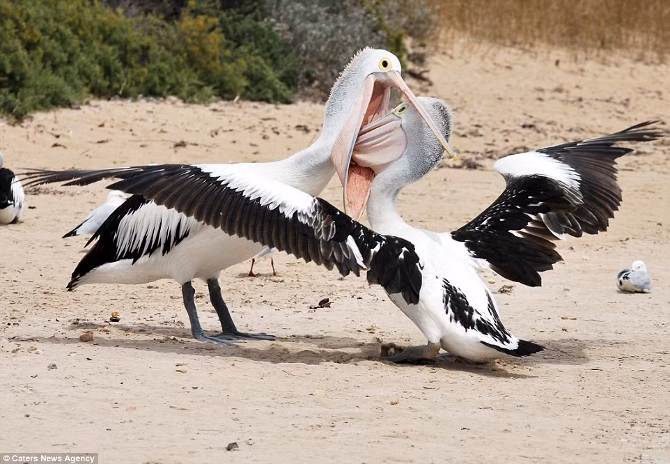 Chim bồ nông cố gắng ép phần đầu của đồng loại xuống đất.