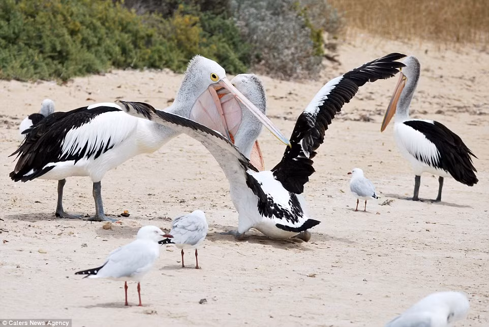 Chim bồ nông cố gắng dùng mỏ để lấy thức ăn mà đối thủ của nó đã nuốt vào trong thực quản.