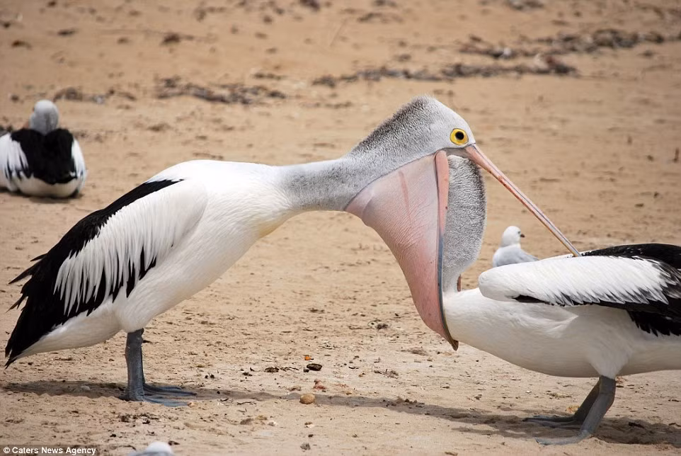 Nhiếp ảnh gia Ian Turner cho biết cuộc chiến giữa cặp bồ nông diễn ra trong vòng hơn 6 phút.
