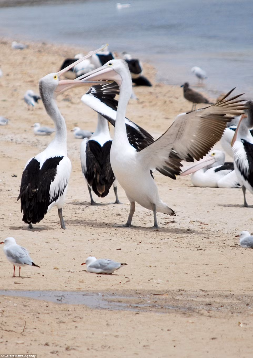 Cuộc chiến xảy ra sau khi một con bồ nông dùng mỏ để cướp thức ăn trong miệng một con bồ nông khác.