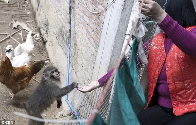 Bà Chen nhận nuôi chú khỉ nhỏ khi phát hiện nó bị lạc vào sân sau nhà.