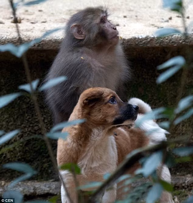 Cặp bạn thân khỉ và chó gần như không bao giờ rời mắt khỏi nhau.