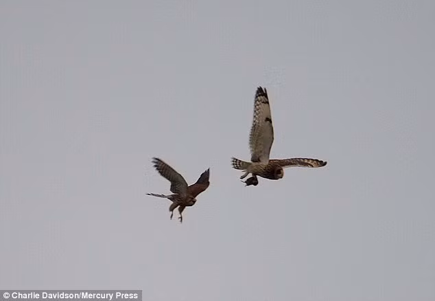 Một con chim cắt ngay lập tức bám theo sau chim cú với ý định cướp mồi của nó.