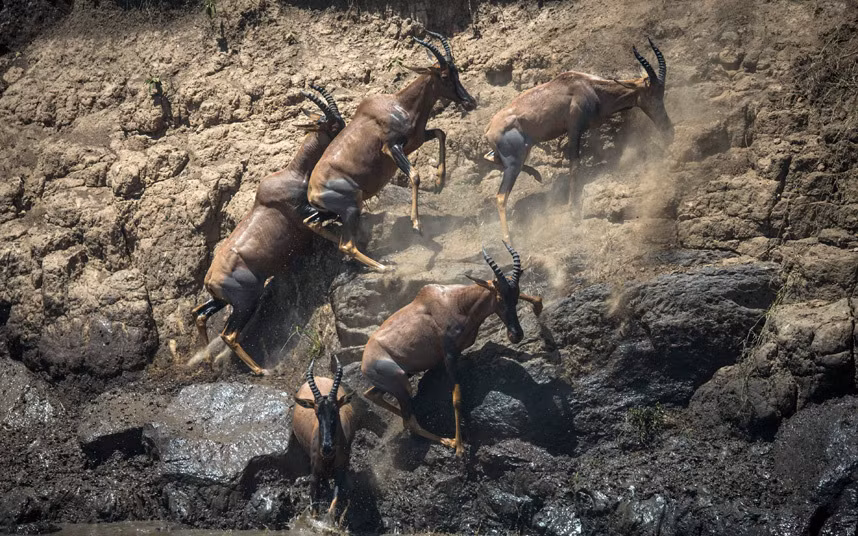 Linh dương cố gắng trèo lên bờ sau khi vượt qua sông Mara trong hành trình di cư ở vườn quốc gia Maasai Mara, Kenya.