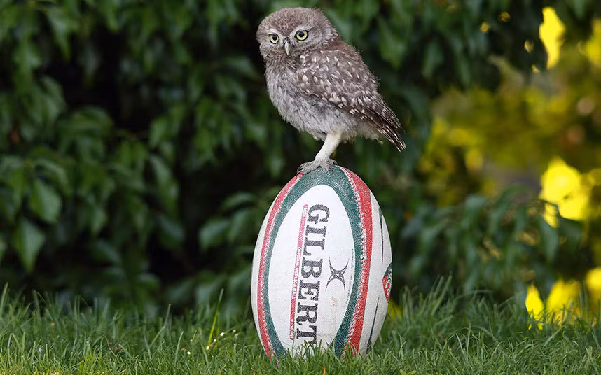 Một con chim cú nhỏ đậu trên quả bóng bầu dục ở Pebmarsh, Essex, Anh.