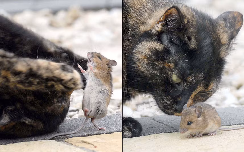 Cảnh tượng mèo chơi đùa với chuột rất dễ thương được nhiếp ảnh gia Paul Mealey ghi lại trong vườn nhà ở Westport, Ireland.