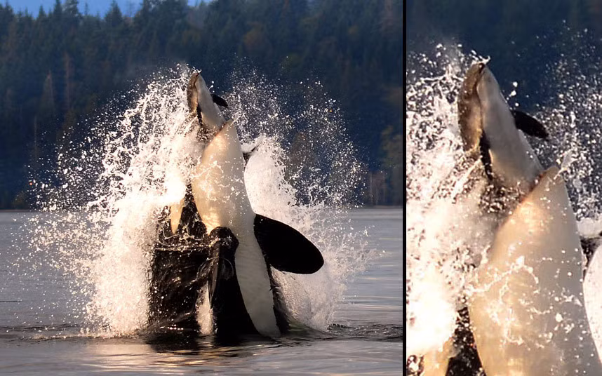 Cá voi sát thủ nuốt sống một con cá heo nhỏ ngoài khơi vịnh Discovery ở British Columbia, Canada.