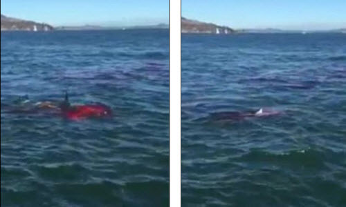 Rung minh ca map an thit hai cau truoc mat du khach