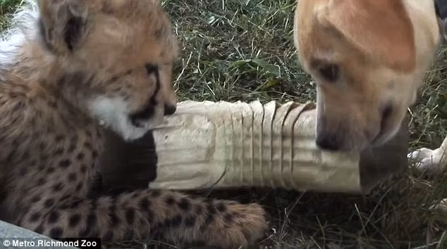 Báo là động vật sống rất hòa đồng nên chúng dễ dàng thích nghi với môi trường mới.