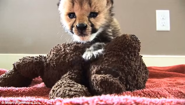 Vườn thú Richmond quyết định tách báo gấm Kumbali khỏi mẹ để nuôi, nhằm đảm bảo nó có thể sống sót khỏe mạnh.