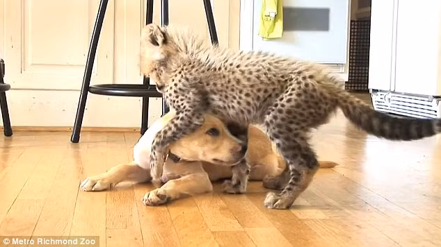 Các nhân viên của vườn thú đã giới thiệu báo con với chú chó tên Kago để chúng làm bạn với nhau.