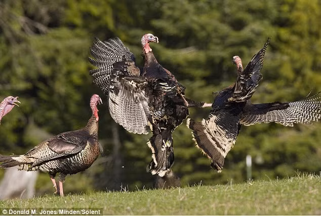 Nhiếp ảnh gia Donald Jones cho biết ông không rõ con gà tây nào giành chiến thắng sau khi cuộc chiến kết thúc, nhưng cả hai con gà tham chiến đều bị thương do đối thủ tấn công, lông bị rụng và máu chảy ra từ mỏ.