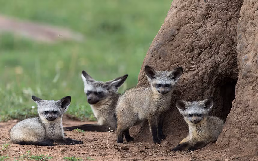 Nhưng con linh miêu tai dơi nhỏ tỏ ra tò mò trước sự xuất hiện của nhiếp ảnh gia Rhodes.