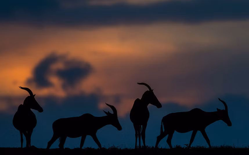 Đàn linh dương bắt đầu tìm nơi nghỉ ngơi lúc hoàng hôn sau một ngày kiếm ăn trên đồng cỏ.