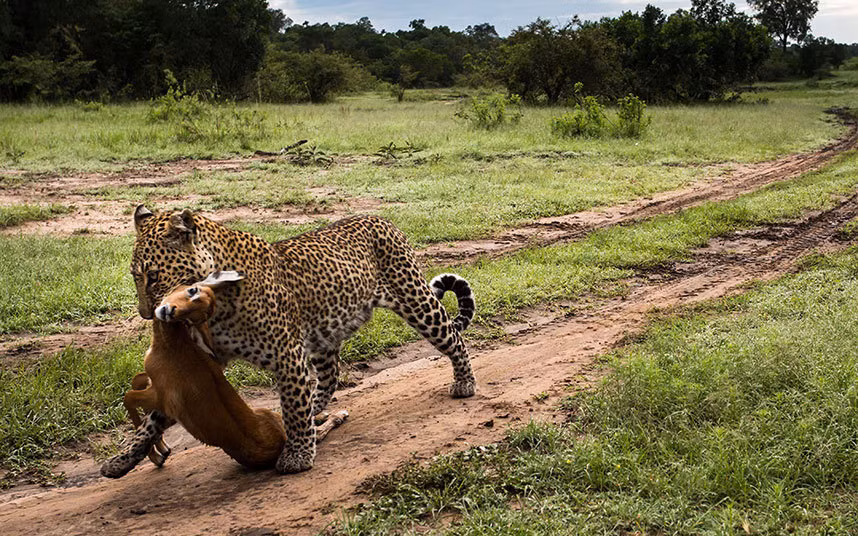 Báo gấm săn được một con linh dương cho bữa trưa của nó.