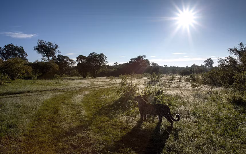 Báo gấm quan sát trên thảo nguyên để tìm kiếm con mồi cho bữa trưa của nó.