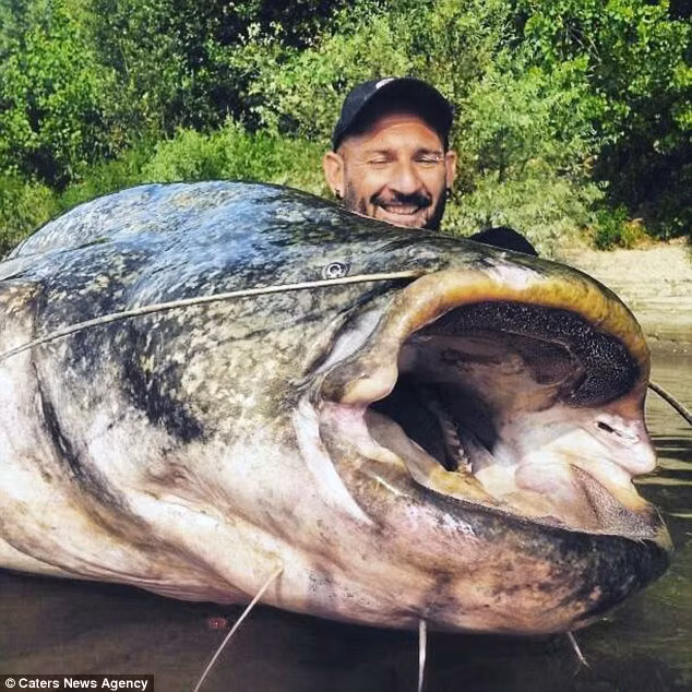 Grisendi chụp ảnh với con cá tra khổng lồ, đây là con cá to nhất mà anh từng bắt được trong suốt 20 năm qua.